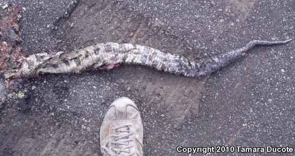 Cottonmouth (Agkistrodon piscivorus)