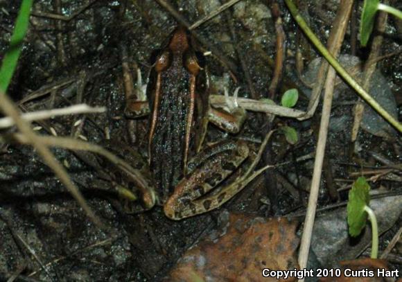 Florida Leopard Frog (Lithobates sphenocephalus sphenocephalus)