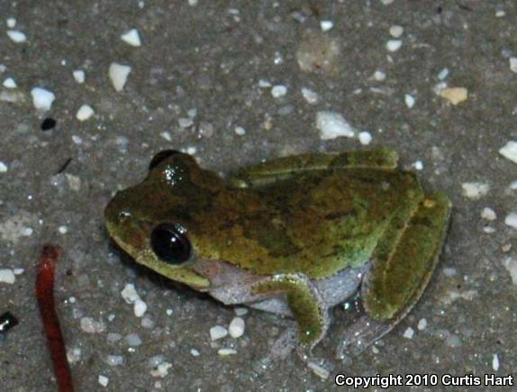 Squirrel Treefrog (Hyla squirella)