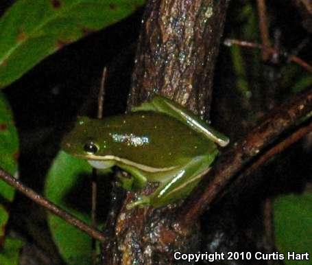 Green Treefrog (Hyla cinerea)