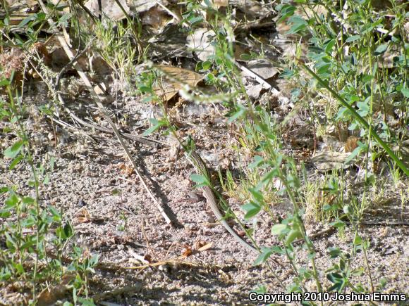 Chihuahuan Spotted Whiptail (Aspidoscelis exsanguis)