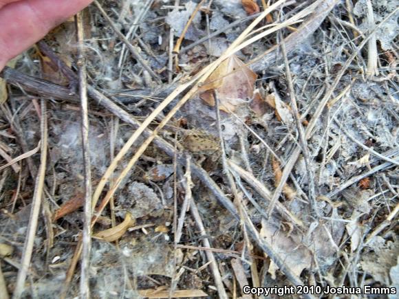 Woodhouse's Toad (Anaxyrus woodhousii woodhousii)