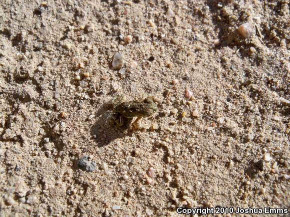 Woodhouse's Toad (Anaxyrus woodhousii woodhousii)