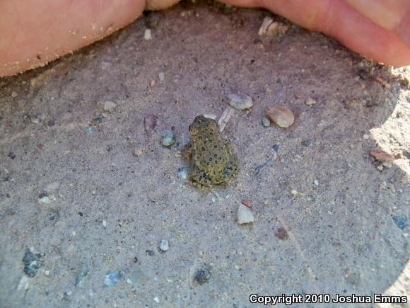 Woodhouse's Toad (Anaxyrus woodhousii woodhousii)