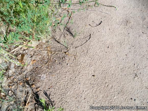 Woodhouse's Toad (Anaxyrus woodhousii woodhousii)