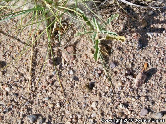 Woodhouse's Toad (Anaxyrus woodhousii woodhousii)