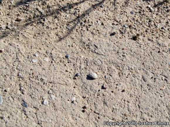 Woodhouse's Toad (Anaxyrus woodhousii woodhousii)