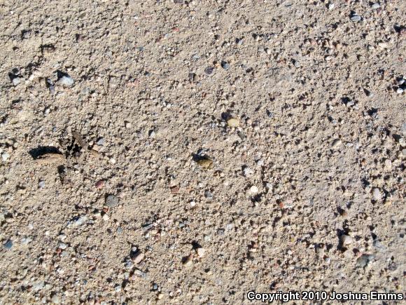 Woodhouse's Toad (Anaxyrus woodhousii woodhousii)