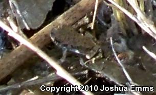 Woodhouse's Toad (Anaxyrus woodhousii woodhousii)