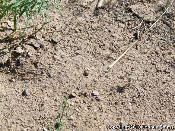 Woodhouse's Toad (Anaxyrus woodhousii woodhousii)