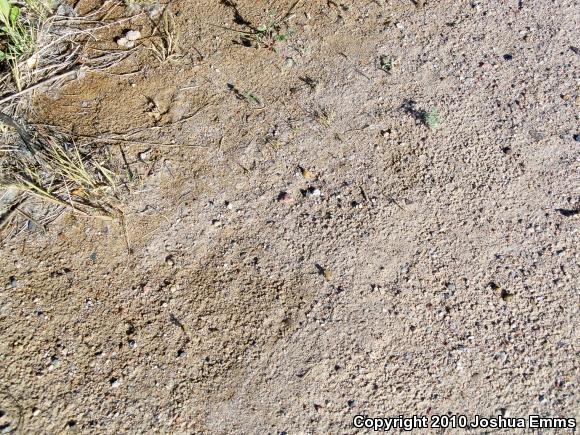 Woodhouse's Toad (Anaxyrus woodhousii woodhousii)