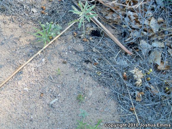 Woodhouse's Toad (Anaxyrus woodhousii woodhousii)