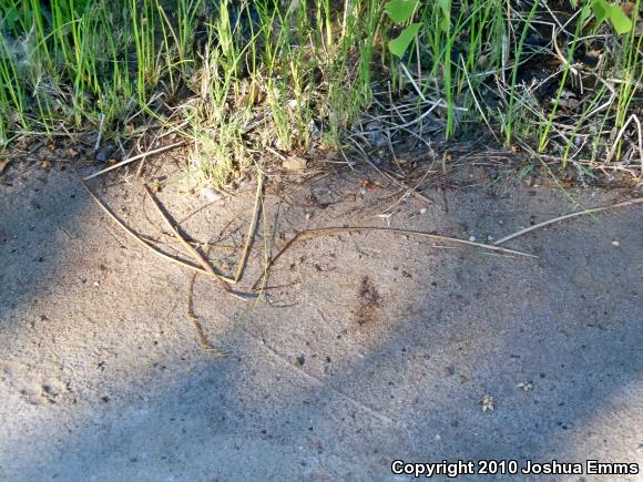 Woodhouse's Toad (Anaxyrus woodhousii woodhousii)