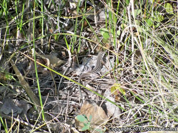 Desert Grassland Whiptail (Aspidoscelis uniparens)