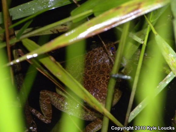 Barking Treefrog (Hyla gratiosa)