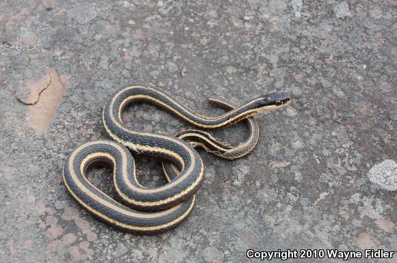 Northern Ribbonsnake (Thamnophis sauritus septentrionalis)