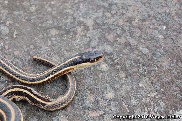 Northern Ribbonsnake (Thamnophis sauritus septentrionalis)