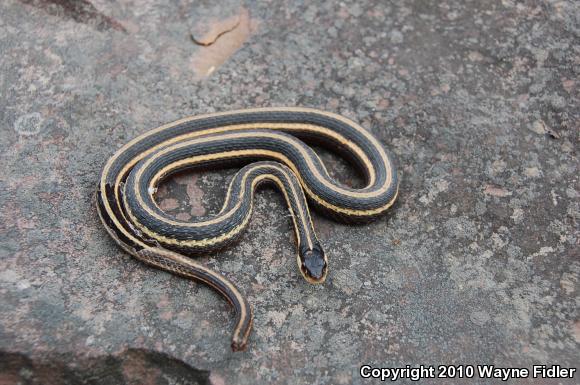 Northern Ribbonsnake (Thamnophis sauritus septentrionalis)