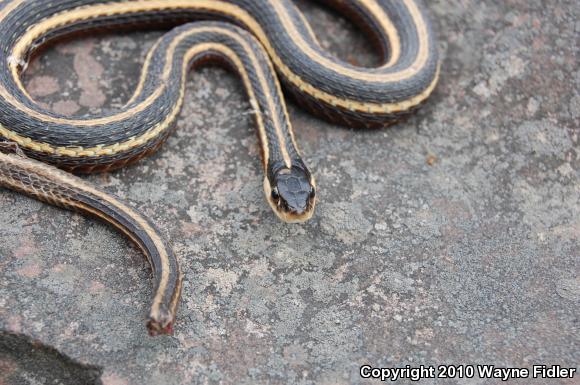 Northern Ribbonsnake (Thamnophis sauritus septentrionalis)