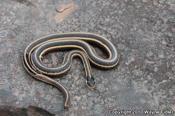 Northern Ribbonsnake (Thamnophis sauritus septentrionalis)