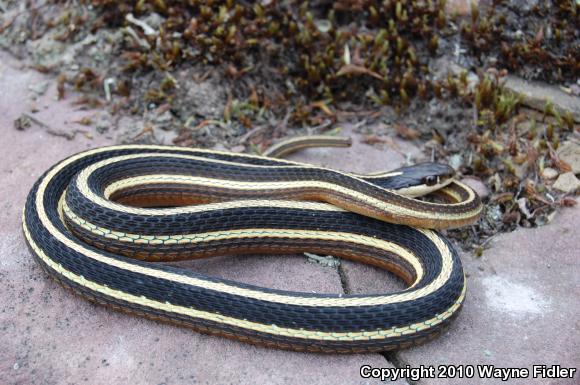 Northern Ribbonsnake (Thamnophis sauritus septentrionalis)