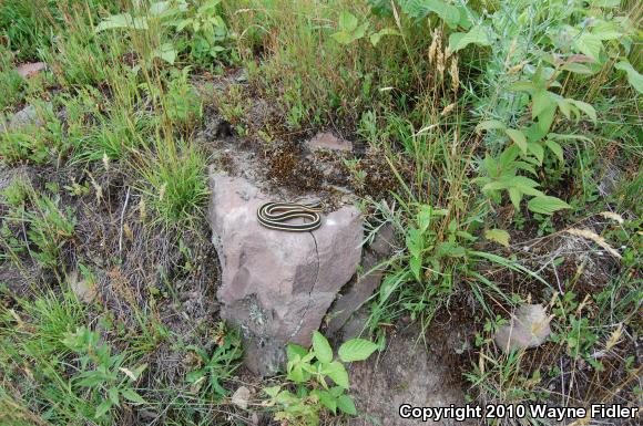 Northern Ribbonsnake (Thamnophis sauritus septentrionalis)