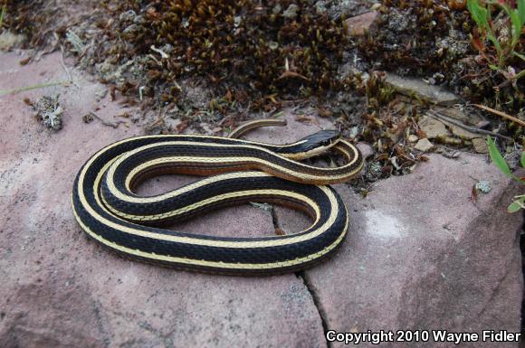 Northern Ribbonsnake (Thamnophis sauritus septentrionalis)