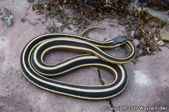 Northern Ribbonsnake (Thamnophis sauritus septentrionalis)