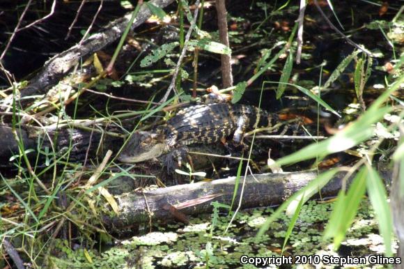 American Alligator (Alligator mississippiensis)