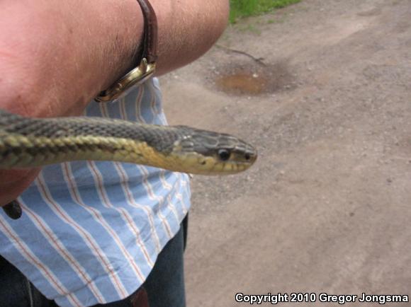 Maritime Gartersnake (Thamnophis sirtalis pallidulus)