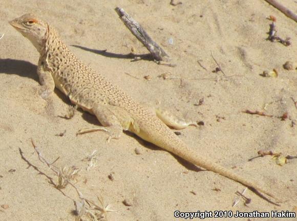 Mojave Fringe-toed Lizard (Uma scoparia)
