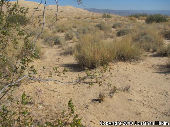 Mojave Fringe-toed Lizard (Uma scoparia)