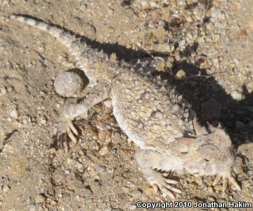 Southern Desert Horned Lizard (Phrynosoma platyrhinos calidiarum)