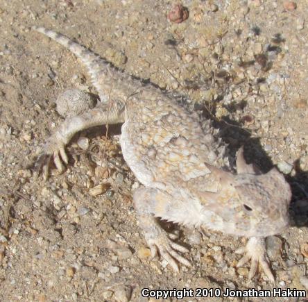 Southern Desert Horned Lizard (Phrynosoma platyrhinos calidiarum)