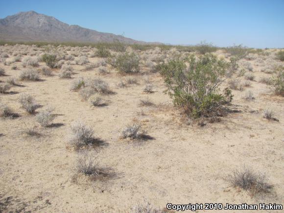 Southern Desert Horned Lizard (Phrynosoma platyrhinos calidiarum)