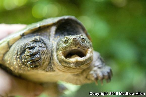 Eastern Snapping Turtle (Chelydra serpentina serpentina)