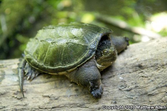 Eastern Snapping Turtle (Chelydra serpentina serpentina)