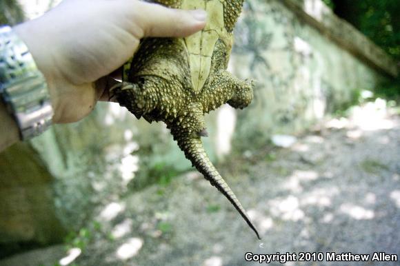 Eastern Snapping Turtle (Chelydra serpentina serpentina)