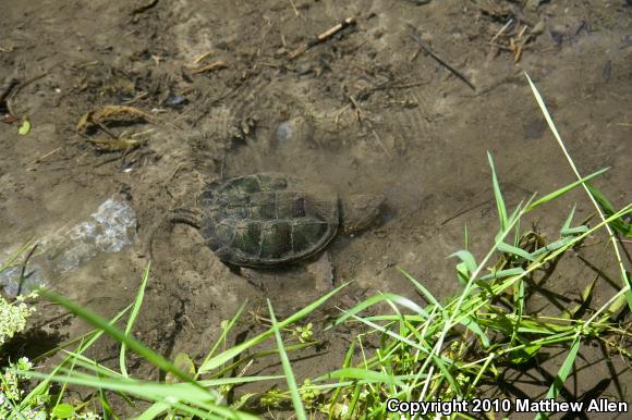 Eastern Snapping Turtle (Chelydra serpentina serpentina)