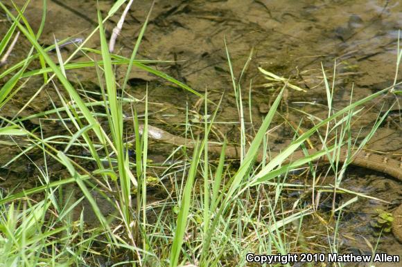 Northern Watersnake (Nerodia sipedon)