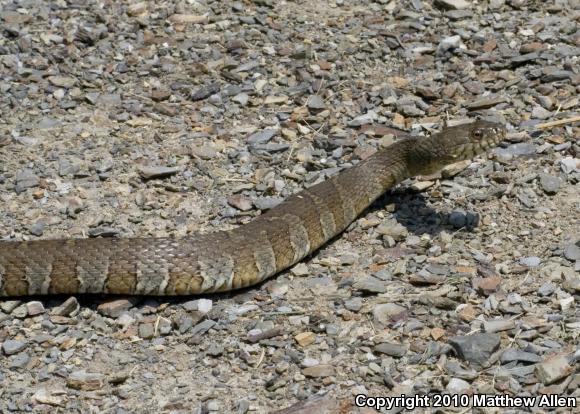 Northern Watersnake (Nerodia sipedon)