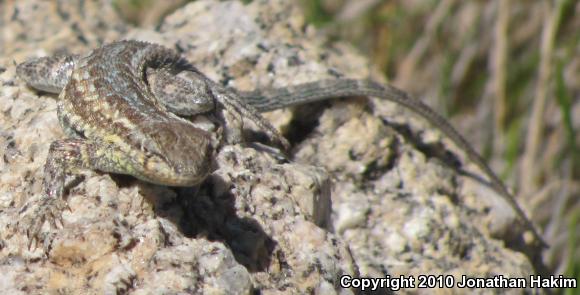 Northern Side-blotched Lizard (Uta stansburiana stansburiana)