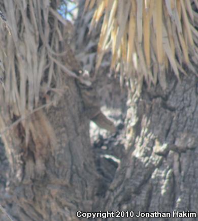 Yellow-backed Spiny Lizard (Sceloporus uniformis)