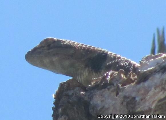 Yellow-backed Spiny Lizard (Sceloporus uniformis)