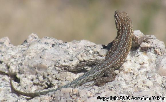 Northern Side-blotched Lizard (Uta stansburiana stansburiana)