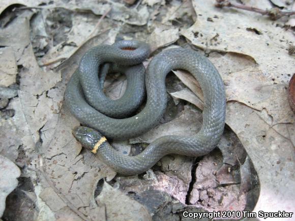 Northern Ring-necked Snake (Diadophis punctatus edwardsii)