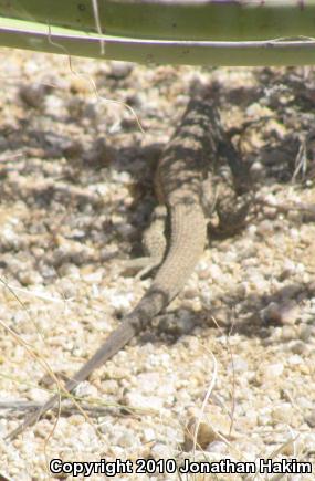 Great Basin Whiptail (Aspidoscelis tigris tigris)