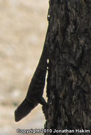 Yellow-backed Spiny Lizard (Sceloporus uniformis)