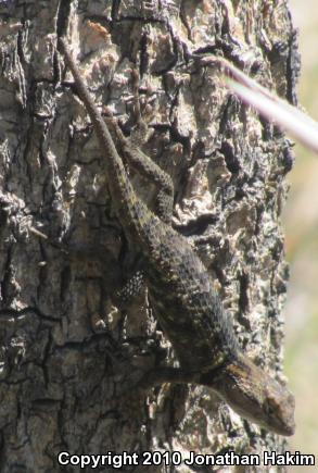 Yellow-backed Spiny Lizard (Sceloporus uniformis)