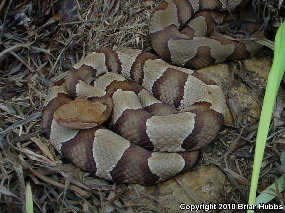 Osage Copperhead (Agkistrodon contortrix phaeogaster)